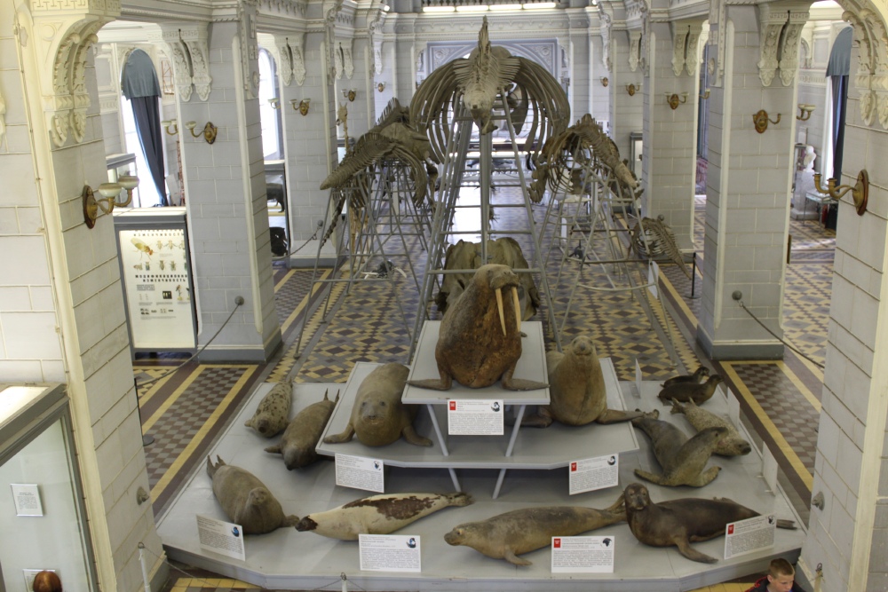 Моржи и скелет синего кита